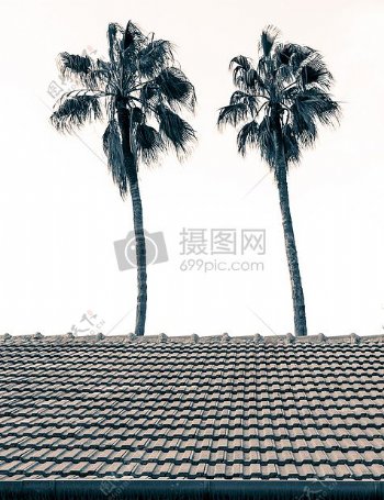 高过屋顶的椰子树