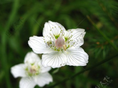 草地里的白色花朵