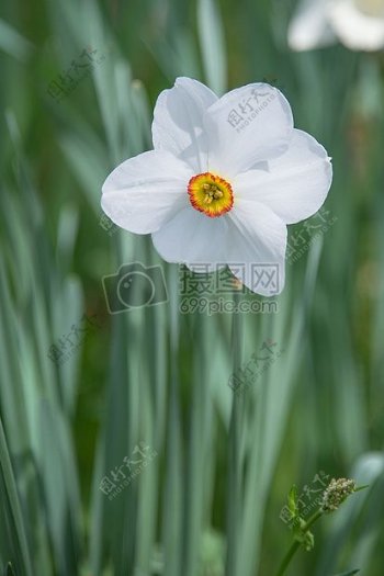 白色的水仙花