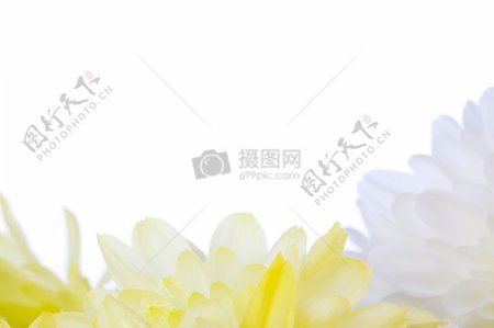 黄颜色的花朵