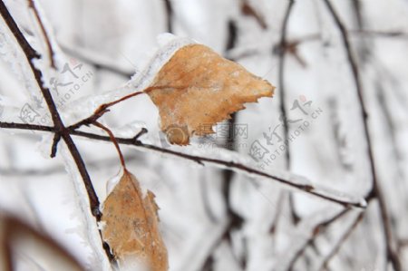 结霜的树叶