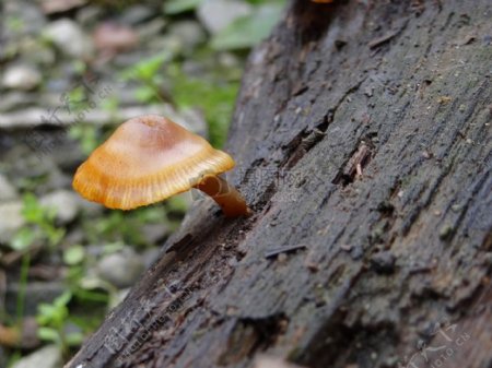 枯树上的蘑菇