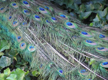 植物间美丽的孔雀羽毛
