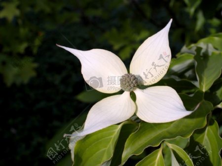 一朵白色山茱萸