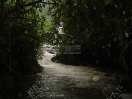 热带雨林里的溪流