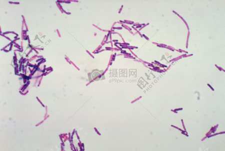 显微镜镜头下细菌