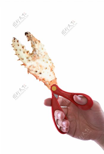 剪刀螃蟹