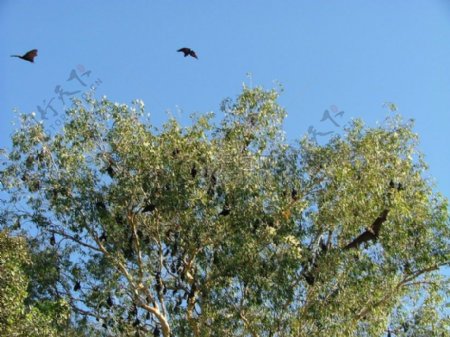 树上飞行的蝙蝠