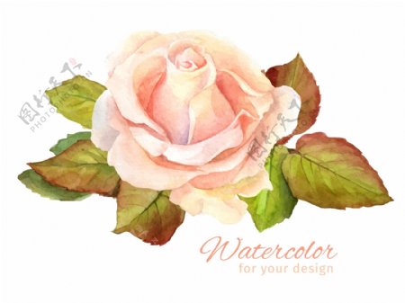 水彩绘粉色玫瑰花插画