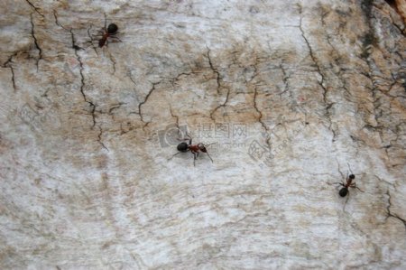 木头上的蚂蚁