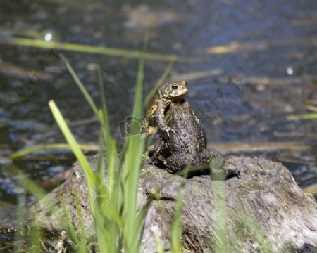 岩石上的青蛙
