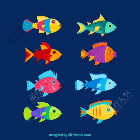 8款创意彩色鱼类设计矢量
