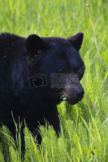 草地上的黑熊