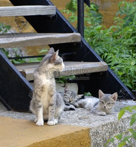 楼梯下趴着的猫