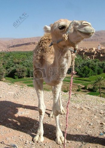 bayb骆驼