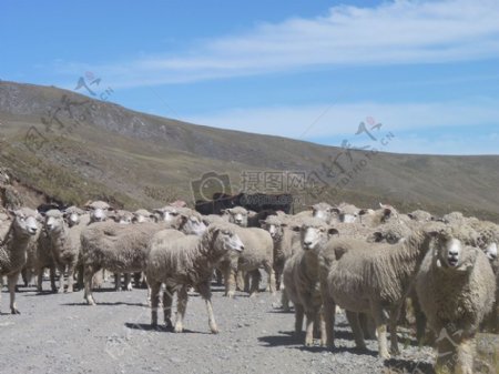 羊在秘鲁山2