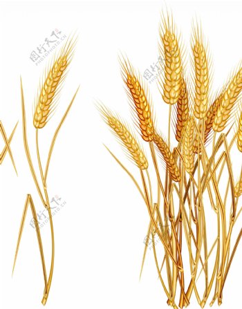 小麦高清图