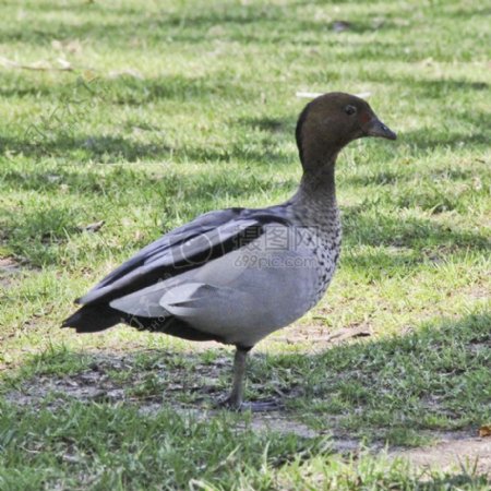 澳大利亚的木鸭