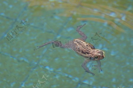 青蛙游泳