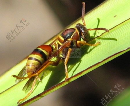 澳大利亚黄蜂