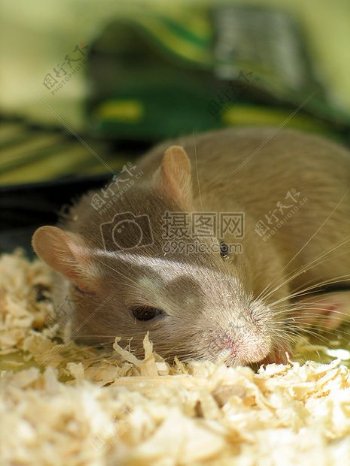 小沙土鼠鼠标啮齿类动物睡觉