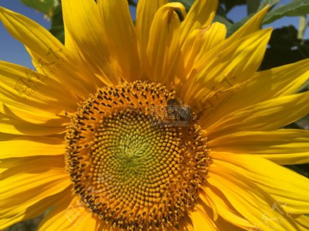蜜蜂授粉的向日葵