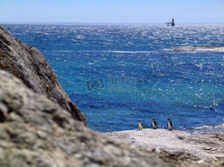 在海边的岩石上的企鹅