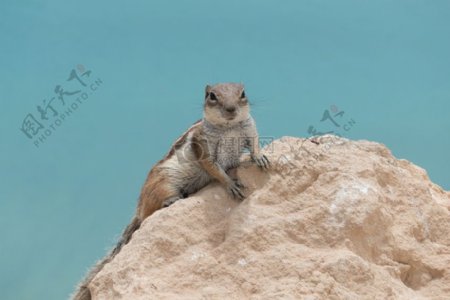 爬在石头上的花栗鼠