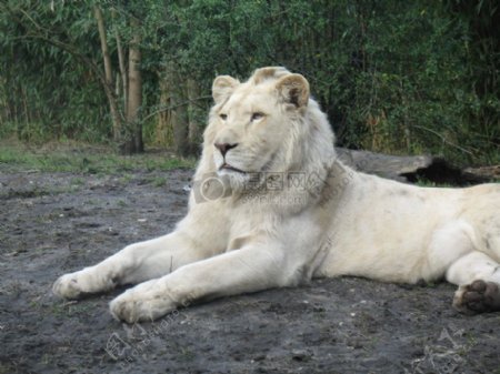 白颜色的狮子