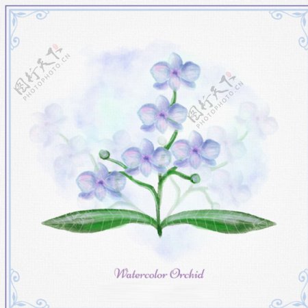 蓝色水彩兰花图片