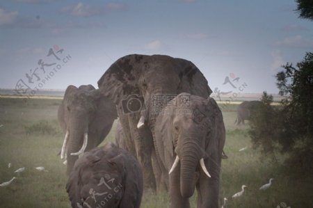 在草原散步的大象