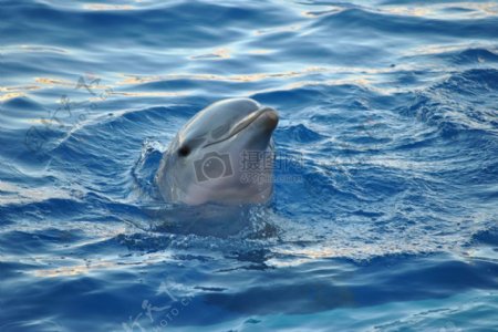 海水游玩的海豚