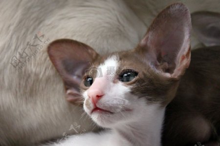 可爱的大耳朵猫