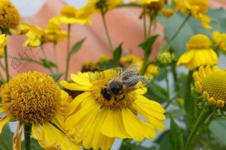 在黄花上采蜜的蜜蜂