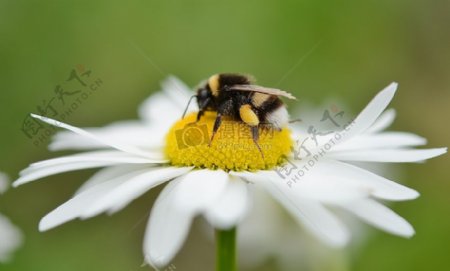 白色花上的蜜蜂