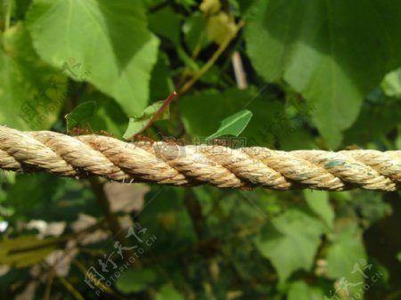 绳子上的蚂蚁