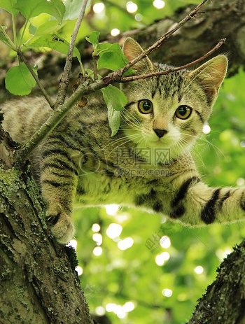 在树间玩耍的小猫