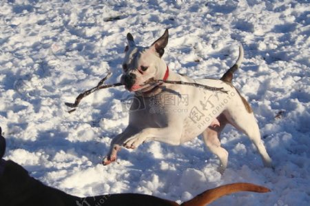 雪地上奔跑的狗