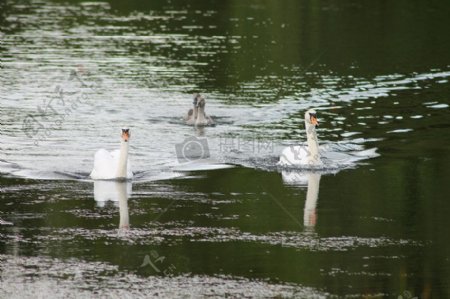 湖面上游泳的白色天鹅