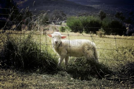 栅栏内的羊