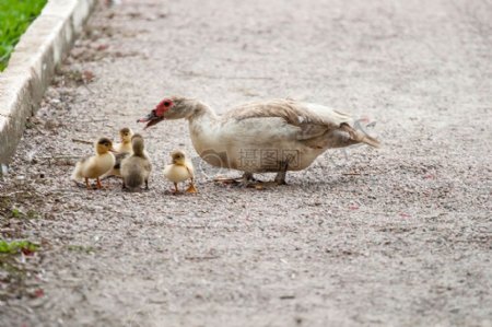 鸭妈妈和一群小鸭