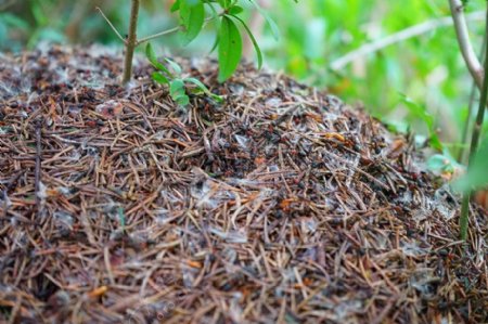 树林里地上的蚂蚁
