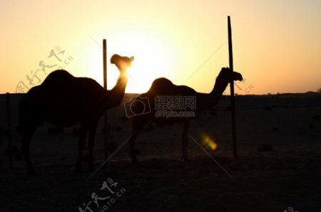 阳光照射的骆驼