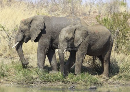 寻找水的大象