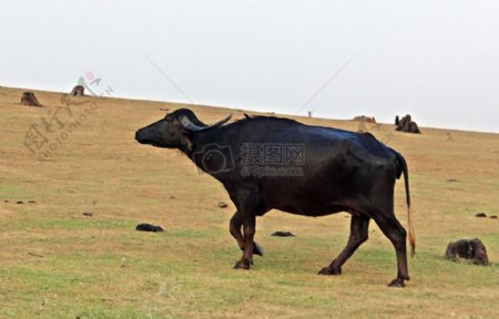 野外草地上的牛