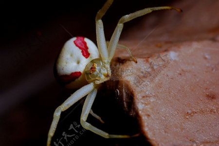 在食物上爬行的蜘蛛