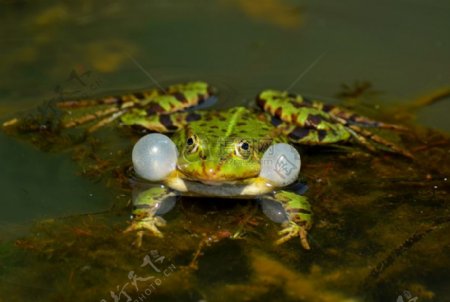 水里面的青蛙