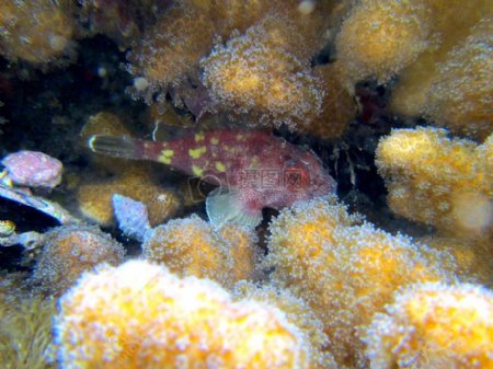 珊瑚下的小鱼