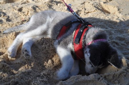 躺在沙子里的狗