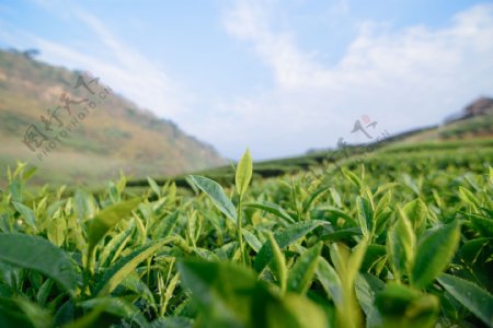 密集的茶树叶图片